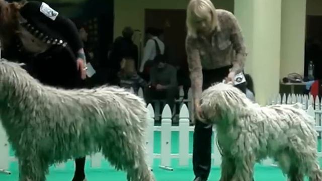 Суки. Промежуточный класс смотреть онлайн