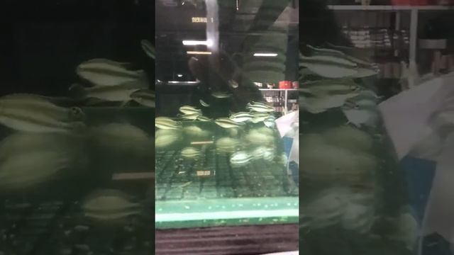 #aquarium #plant #russia #fish пельвикахромис пульхера цихлида индийский папоротник растение лялиус смотреть онлайн