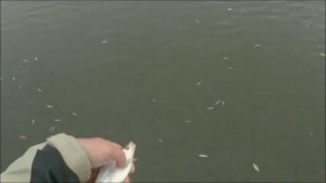 Ловля на пенопласт . Секреты успешной рыбалки .