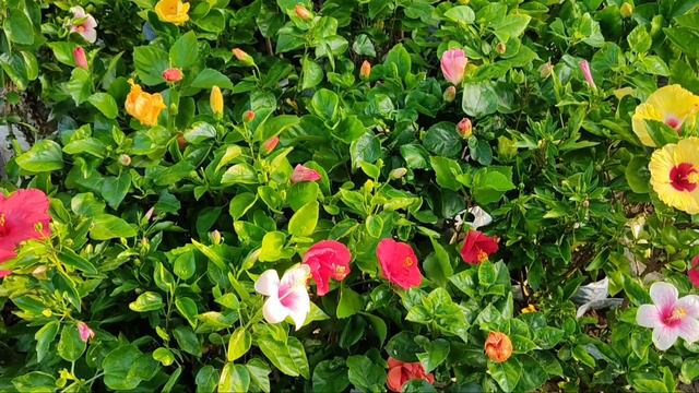 Morning View Of Galiff Street Flower Plants Market Kolkata || The Biggest Flower Plants Market Indi смотреть онлайн