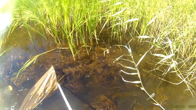 Ловля дафнии , корм малькам. смотреть онлайн