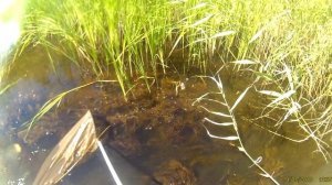 Ловля дафнии , корм малькам.