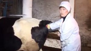 Урок №26  Техника искусственного осеменения коров