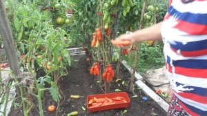 Томат Казанова - самый оригинальный сибирский сорт. Ольга Чернова.