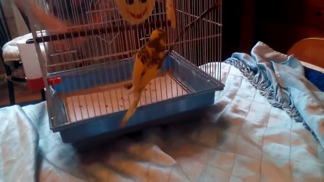 Летун смотреть онлайн