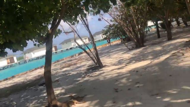 MALDIVES CINNAMON
