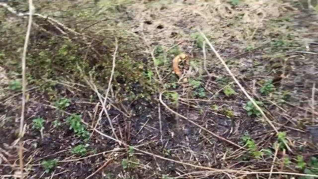 VLOG: Купили заброшенный участок земли | день 5 смотреть онлайн