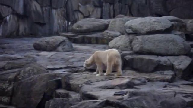 Белый медведь жжот! смотреть онлайн