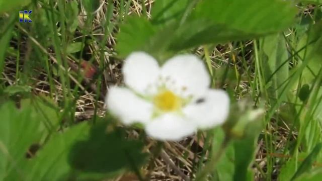 Canon Powershot SX530HS Обзор + ТЕСТ ZOOM Тест ЗУМ Плюсы-минусы смотреть онлайн