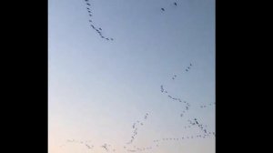 Перелет гусей очень низко