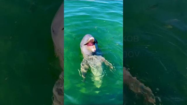 Куба. Cuba. 古巴。 смотреть онлайн