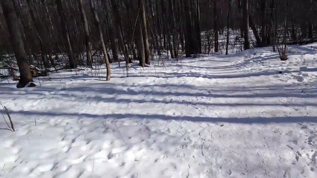 Встреча амстаффа с померанским шпицом и другими встречными собаками смотреть онлайн