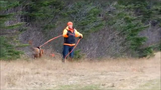 Neo Standard Poodle Tracking Training 20141228 смотреть онлайн