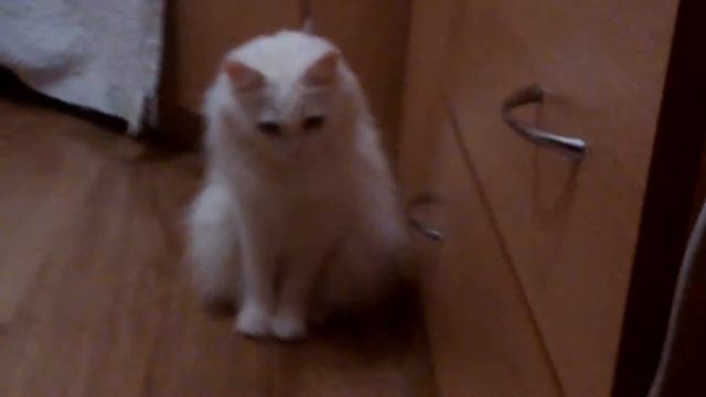 Моя кошка по имени Муся смотрит на что-то не понятное. смотреть онлайн