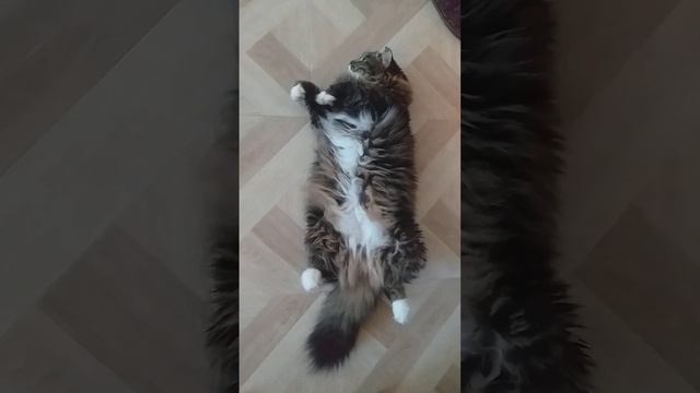Коротко о погоде в Тулуне ... Если наша кошка ложится на спинку ,значит будет жара . смотреть онлайн