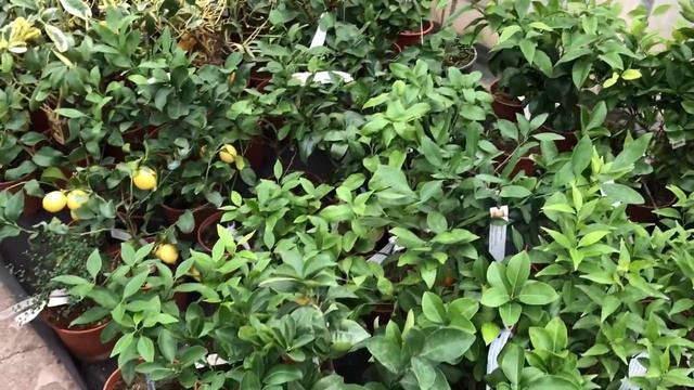 Отправка цитрусовых зимой. Рабочие моменты.