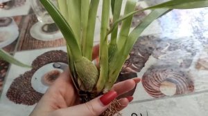 мильтония с отсутствием корней и с гнилью