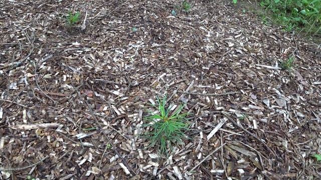 Мини плантация кедров!!! смотреть онлайн