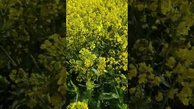 Оз. Рапс сорт Империал первые знакомства. смотреть онлайн