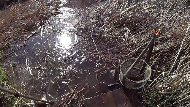 ЛЕСКА ЗВЕНИТ!!!СНАСТИ НА ПРЕДЕЛЕ!!!ЛОВЛЯ КРУПНОГО КАРАСЯ на поплавок. Рыбалка в камышах. смотреть онлайн