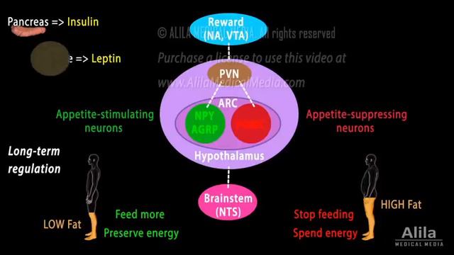 The Brain's Hunger/Satiety Pathways And Obesity, Animation
