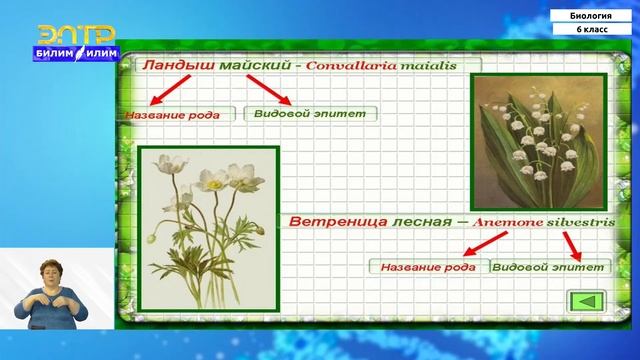 6-класс | Биология | Классификация растений. Низшие растения. смотреть онлайн