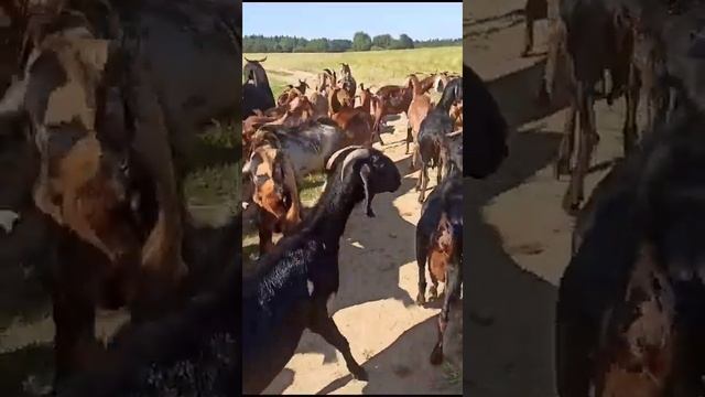 Продажа коз 2023 смотреть онлайн