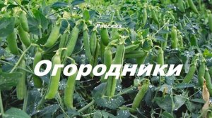 Огородники.. (рассказ)