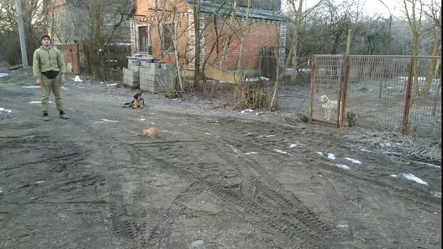 Немецкая овчарка 4 месяца Герда дрессировка Никита! смотреть онлайн