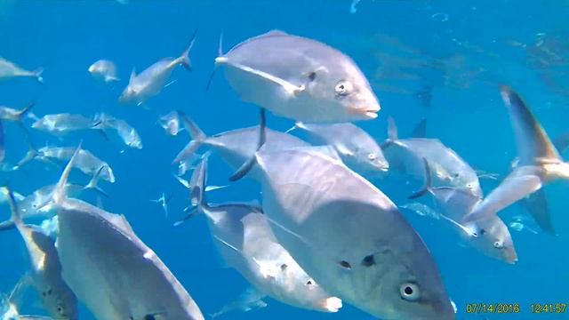 Shark Cage Dive Feb 28 2019 Port Lincoln South Australia смотреть онлайн