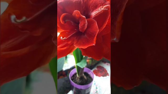 АМАРИЛЛИС. РЕД НИМФ. смотреть онлайн