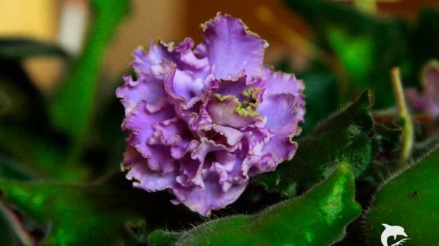 african-violet Usambaraveilchen Saintpaulia Мои Фиалки смотреть онлайн