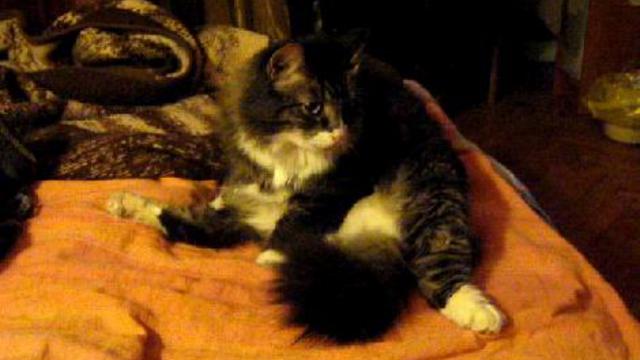 Моцион Кота смотреть онлайн