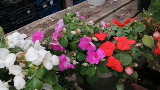 Бальзамин Уоллера цветок для тени. Обзор. смотреть онлайн