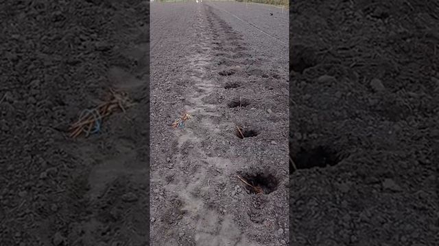 Посадка малини (Зюгана) частина2.