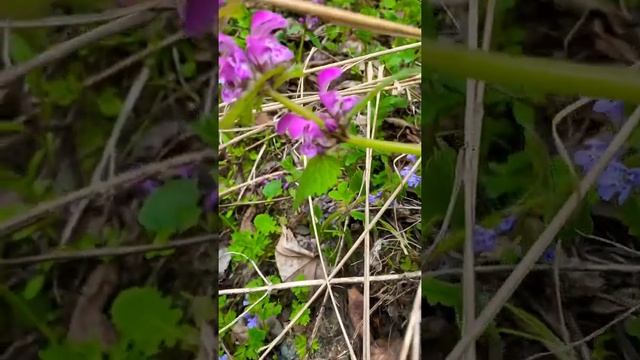 #shorts #лесныецветы Незабудки лесные смотреть онлайн