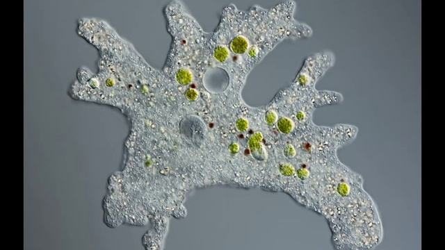 обыкновенная амеба