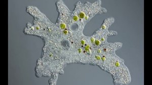 обыкновенная амеба