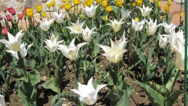 ПАРАД ТЮЛЬПАНОВ 2012 смотреть онлайн