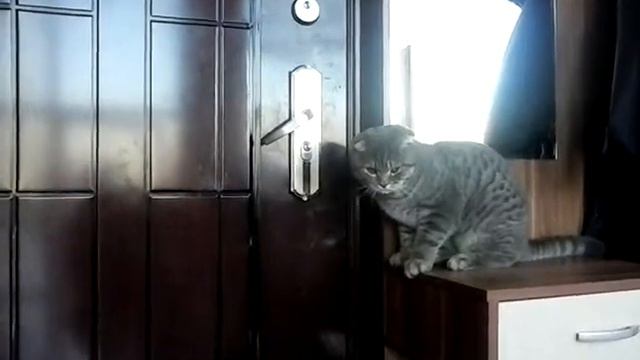 интеллект вислоухого шотланца смотреть онлайн