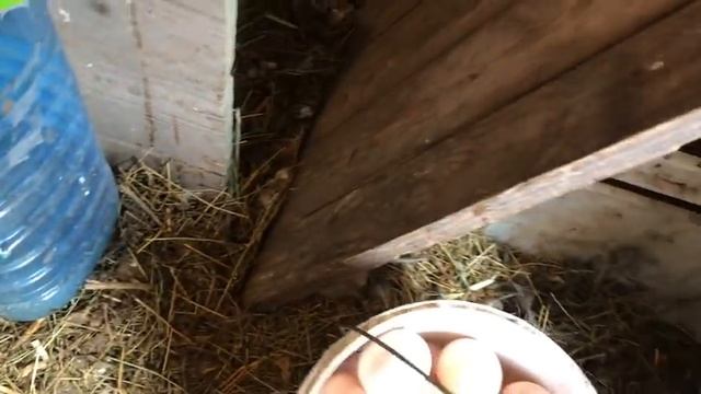 Собираю яйца зимой по НЕТРОНУТОМУ снегу.Яйценоскость кур одним кадром за три дня! смотреть онлайн