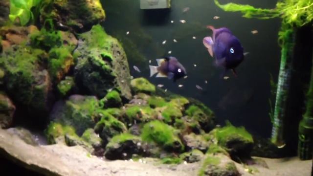 Sajica Cichlids & their fry @ 6 weeks смотреть онлайн