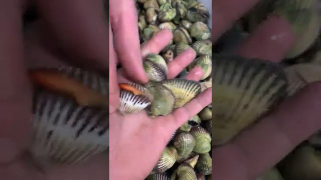 Моллюски, скоро рецепт, кто угадает какой моллюск смотреть онлайн