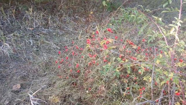 Собираем рыжики в лесу. 15.10.22 смотреть онлайн