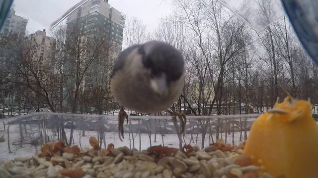 Кормушка для Поползня и что едят синицы зимой? | Nuthatch feeder and what do tits eat in winter? смотреть онлайн