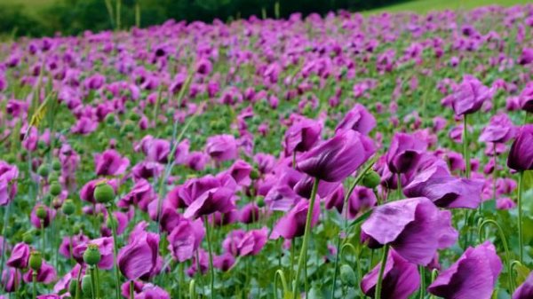 песня цветов