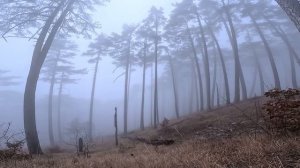 Крым - МНЕ СТРАШНО. ВОЛКИ в лесах Крыма. Ущелье Уч-Кош место от которого мурашки по коже.