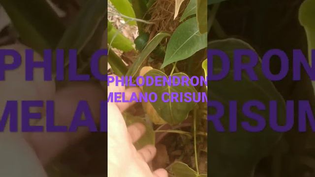 PHILODENDRON MELANOCHRYSUM PLANTS BACKYARD GARDENING смотреть онлайн
