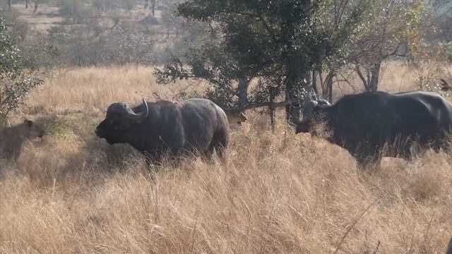 3 Lions Bring Down Buffalo In Epic Battle *Not For Sensitive Viewers* смотреть онлайн
