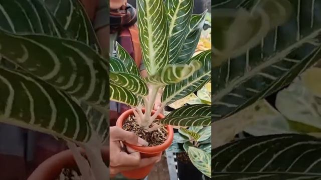 harga POS white| aglaonema koleksian| harga aglaonema смотреть онлайн